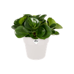 b.for original round mini 13cm white